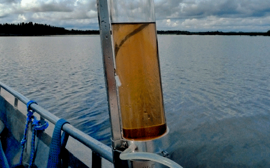 Liuenneen orgaanisen aineksen ruskeaksi värjäämää vettä Kyrönjoen suistossa. Kuva: David Thomas.
